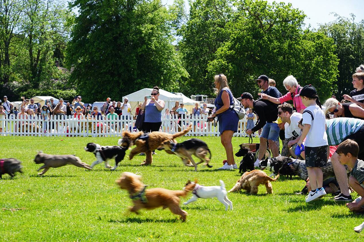 Dogstival Cover Image